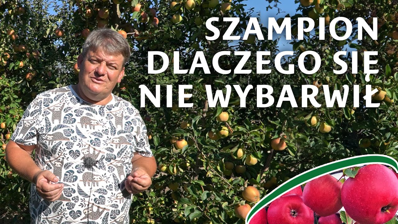 Dlaczego Szampion się nie wybarwia?