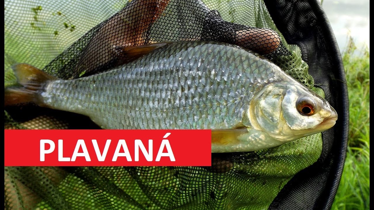 Chytání ryb na splávek: Když najedou krásné plotice jako „buchty“!