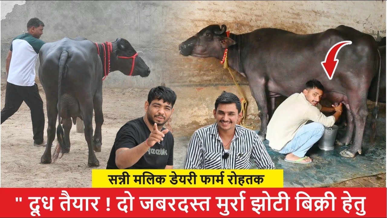 दूध तैयार ! दो जबरदस्त मुर्रा झोटी बिक्री हेतु || SUNNY MALIK DAIRY FARM JIND, HARYANA