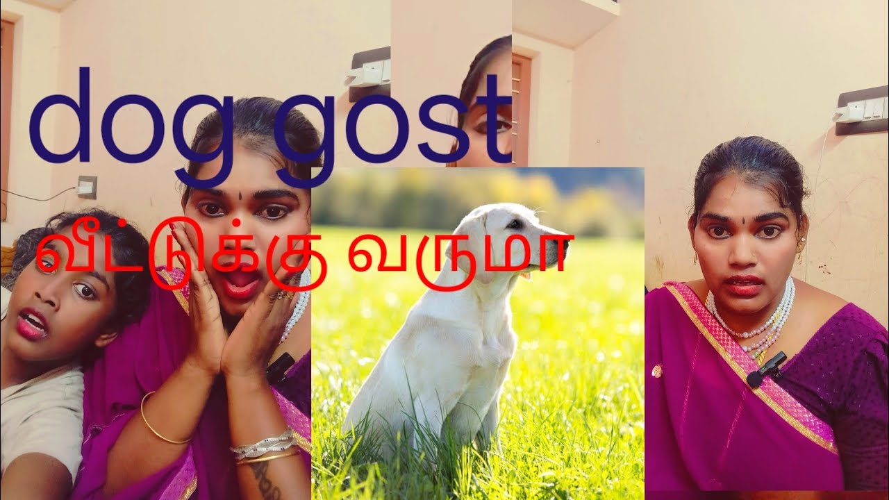 Dog gost வீட்டுக்கு வருமா நடந்தது என்ன. இரண்டாம் பாகம் வரும் #youtube #vilog#horror #thamil 