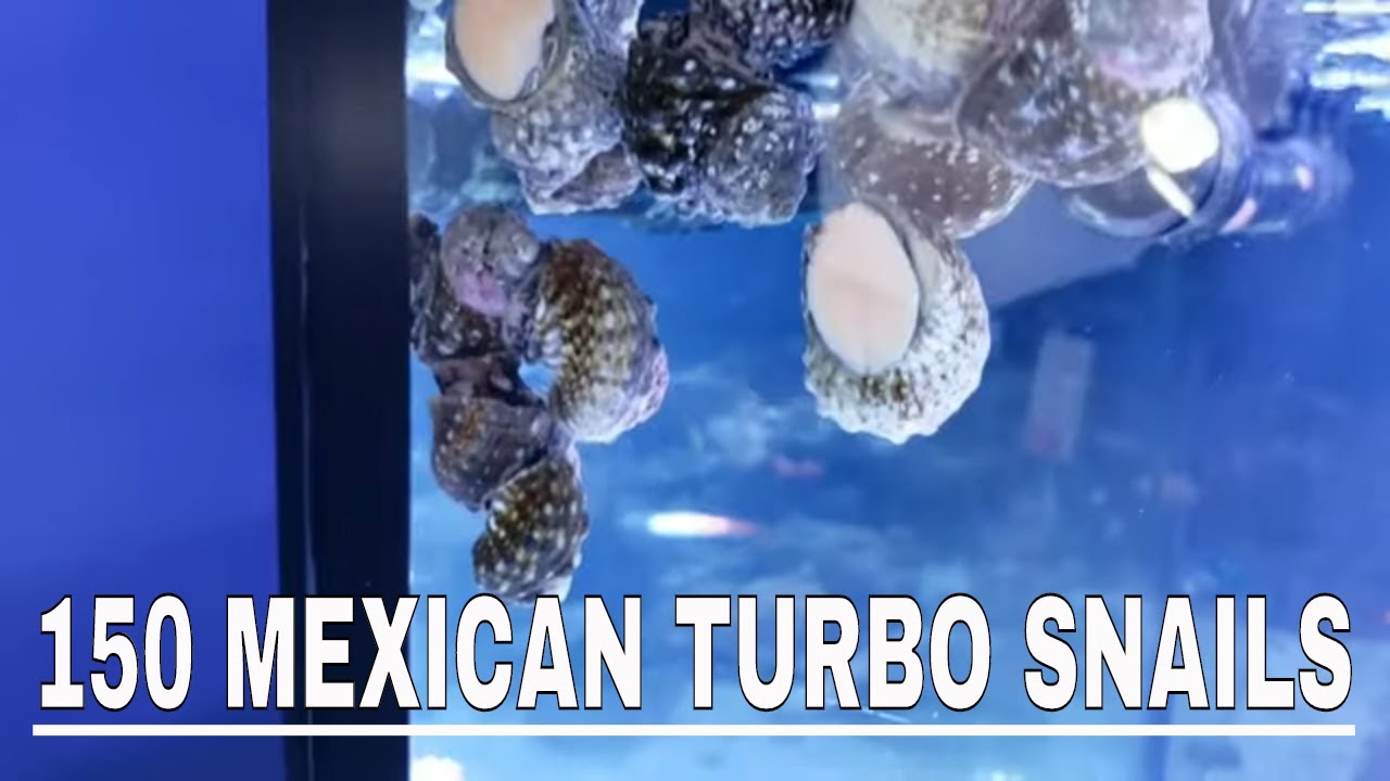 Did 150 turbo snails do the job?