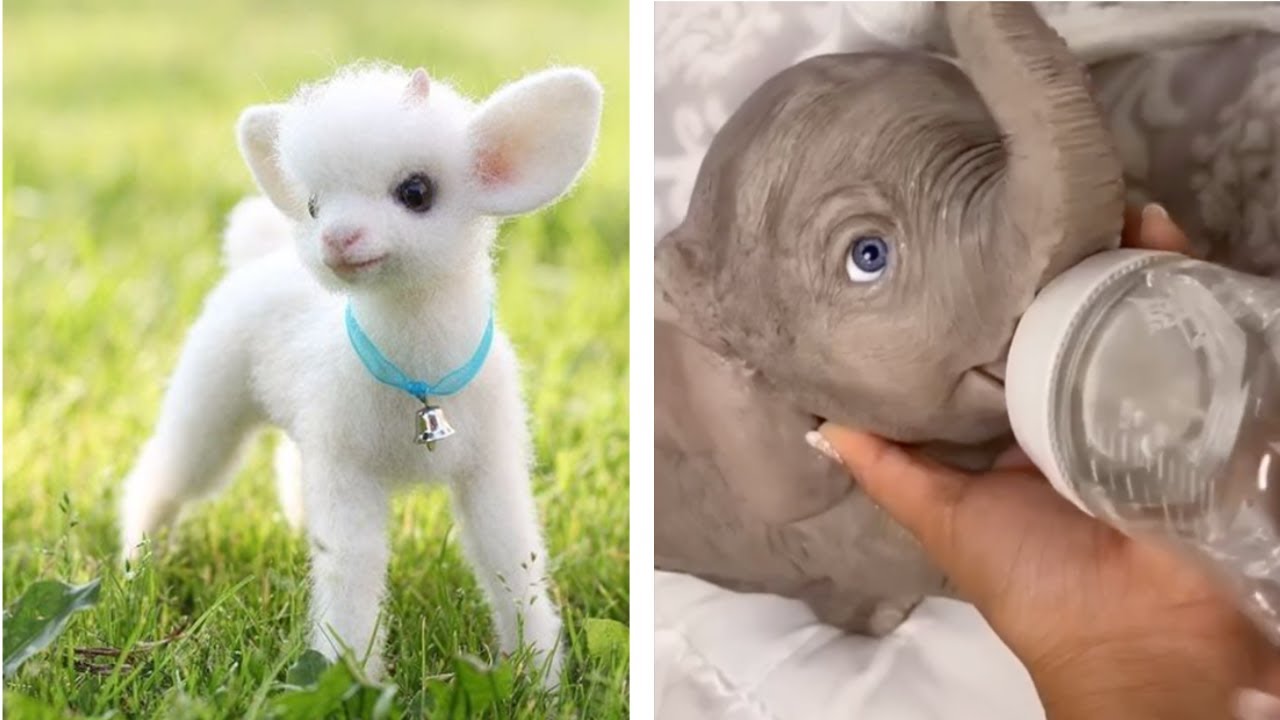Cute Animals That Will Cure Your Depression...