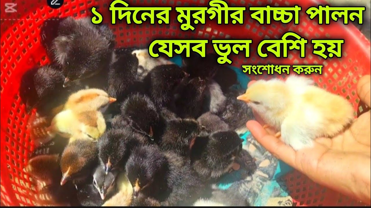 ১ দিনের মুরগির বাচ্চা পালন 