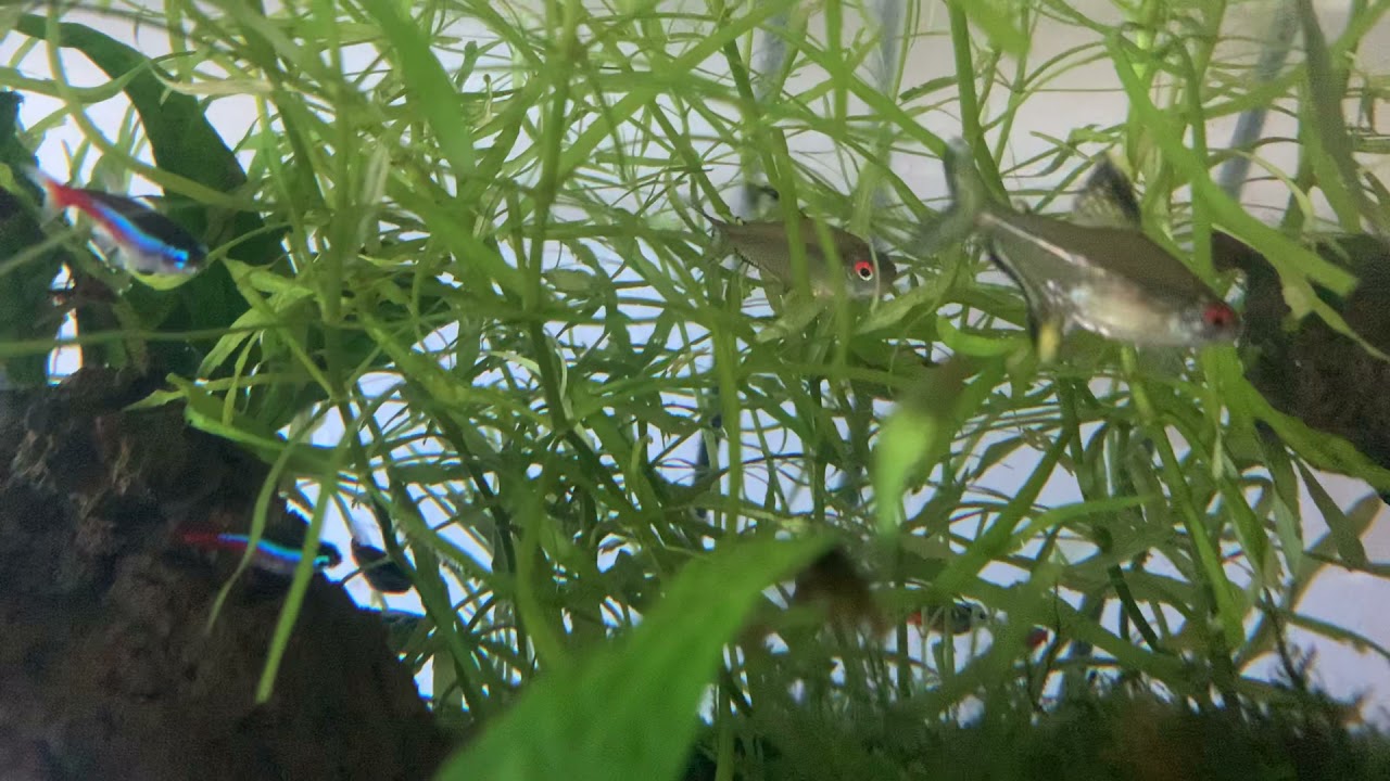 Lemon Tetras Spawning