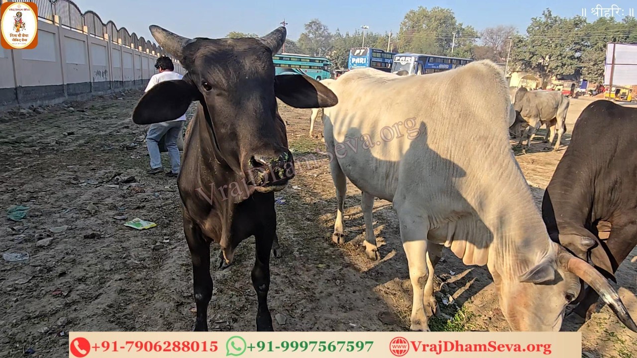गौ सेवा का एक क्षण, जन्मों का उद्धार। राधा-श्याम के चरण में, मिले प्रेम अपार॥ नित्य गाय सेवा गोविन्द