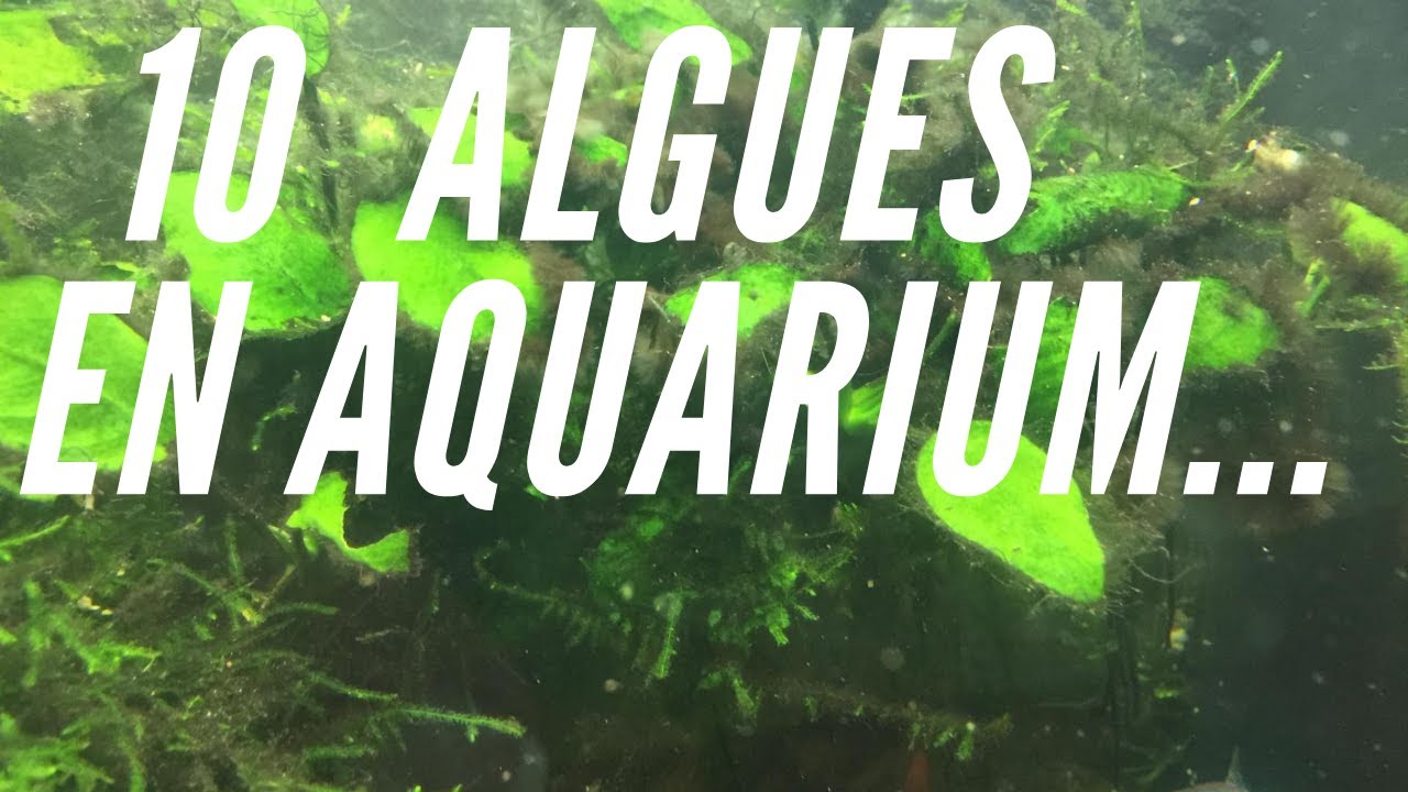 10 ALGUES COURANTES EN AQUARIOPHILIE
