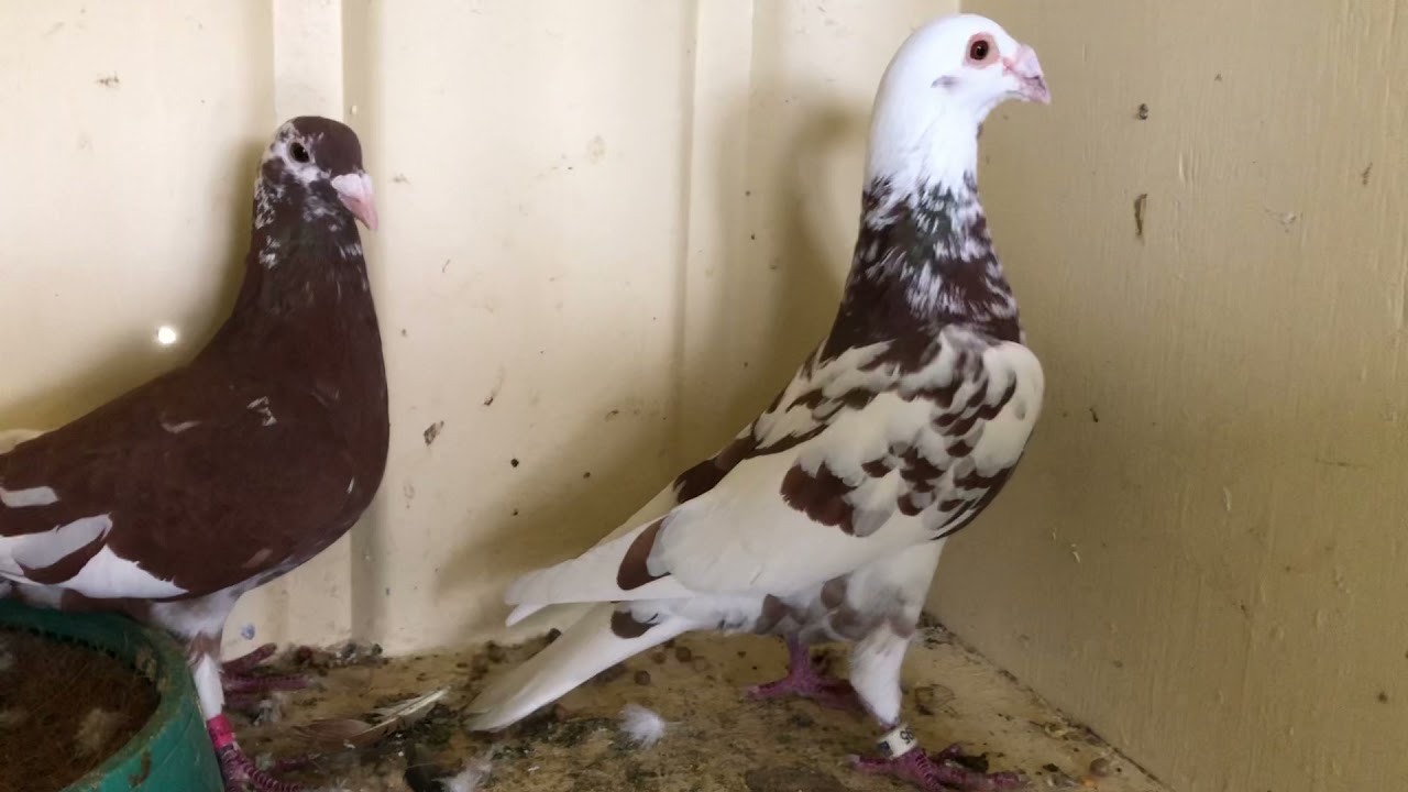 Pairing Recessive Red Meuleman Racing Pigeons, New Stock Bird in the Loft