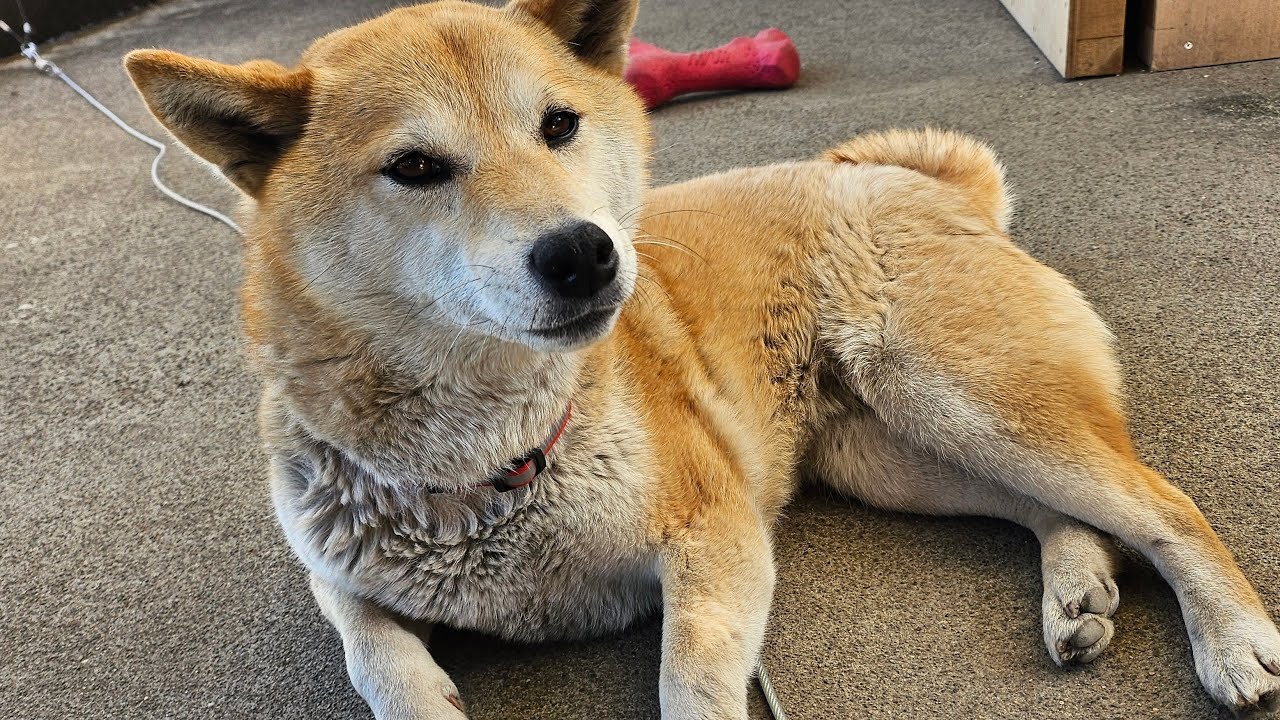 #しばいぬ サクラの昼散歩260302