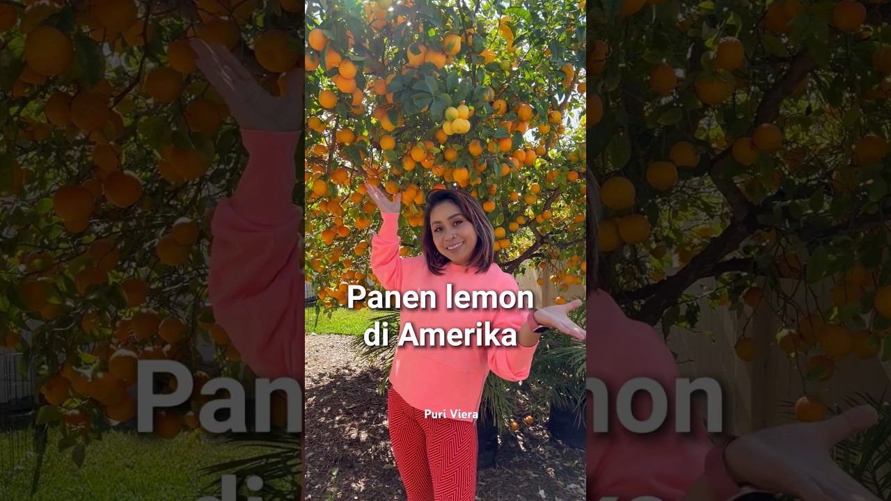 Panen lemon di Amerika