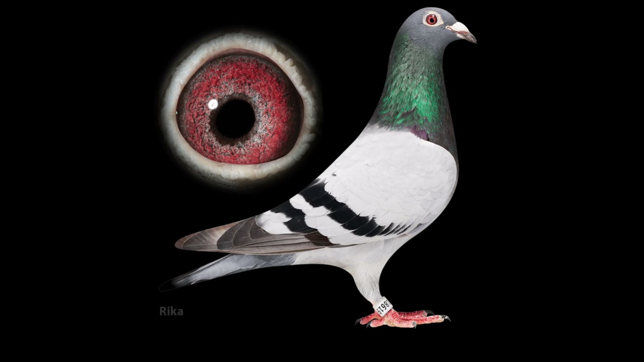 Jelle jellema pigeon extreme long distance bird wonderful lineage #jellejellema #pigeon #racingpieg