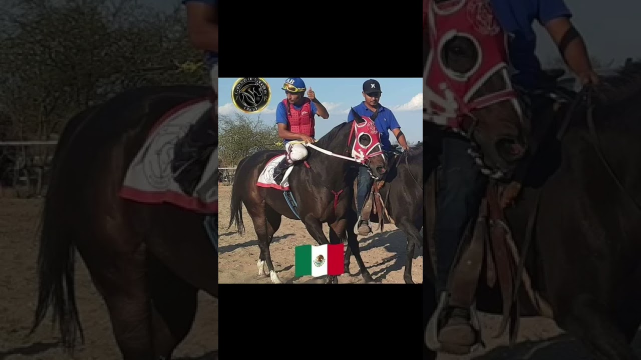 El caballo fino pura clave 7 Monclova coahuila