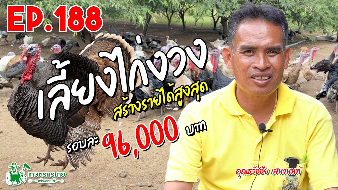 เลี้ยงไก่งวง สร้างรายได้สูงสุด 96,000 บาท/รอบ l  เกษตรกรไทย สร้างรายได้ Ep188