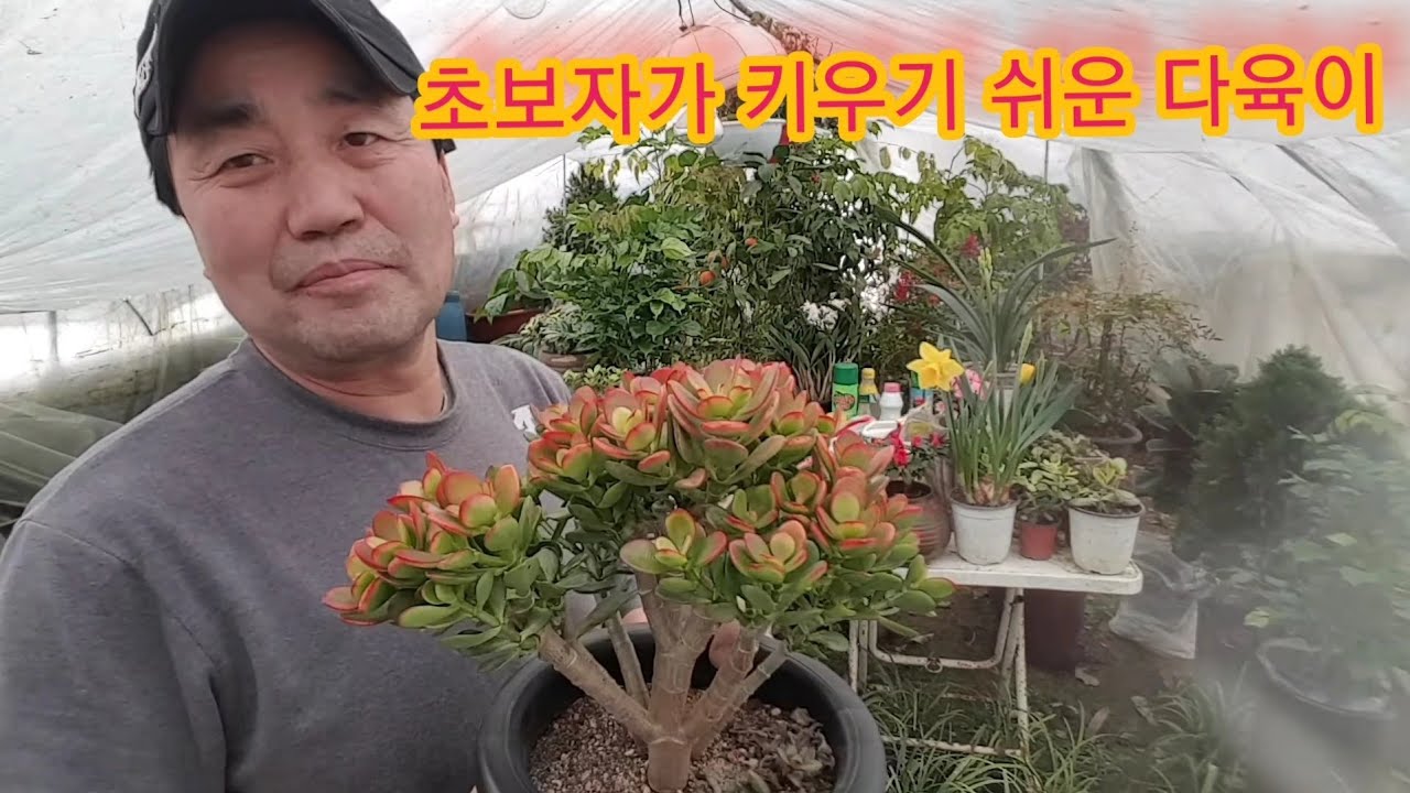 다육이 염좌 분갈이 이렇게 하면 절대 안돼요!! (웃자란 가지 자르고, 삽목 배양토 분갈이까지 제대로 알려 드릴게요)