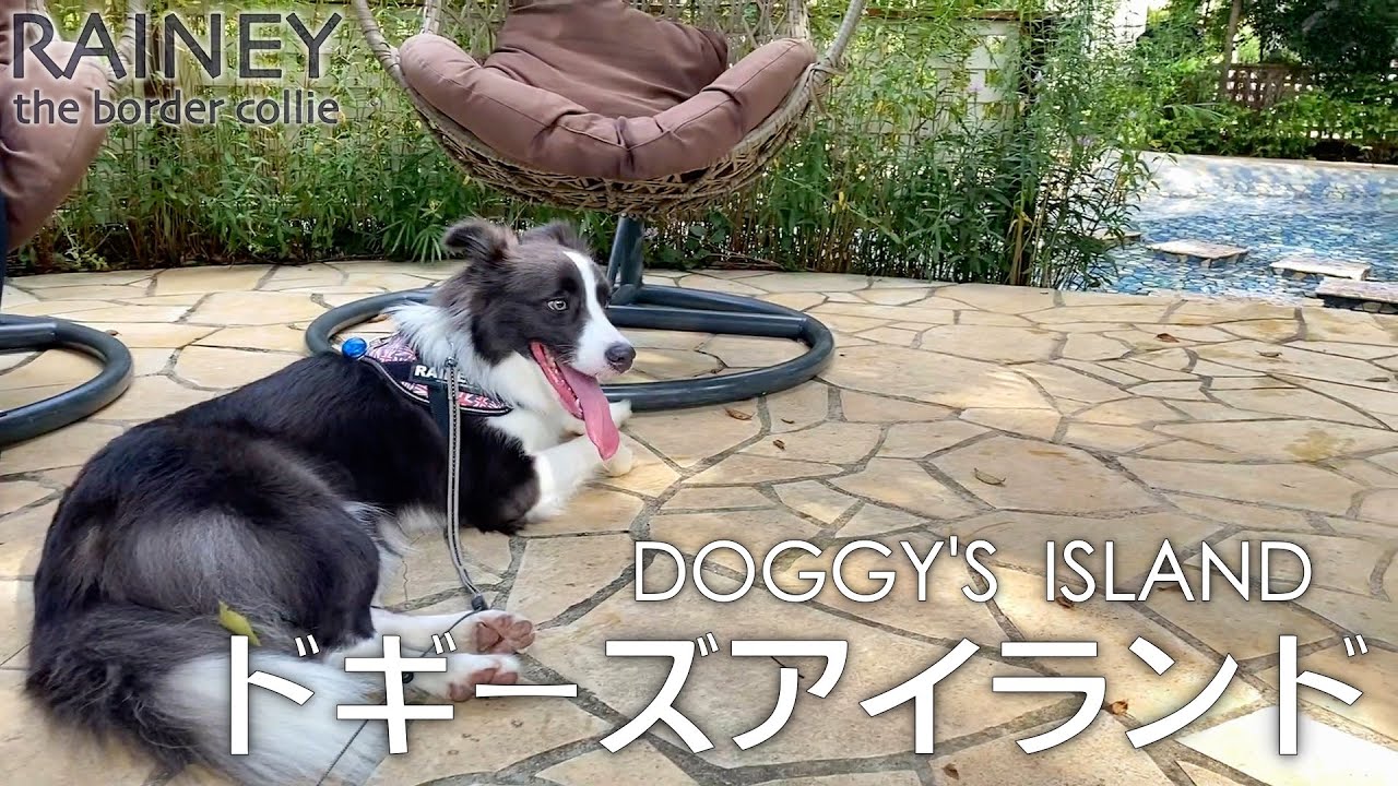 小谷流の里ドギーズアイランドが楽しい！【ボーダーコリー】RAINEY#68
