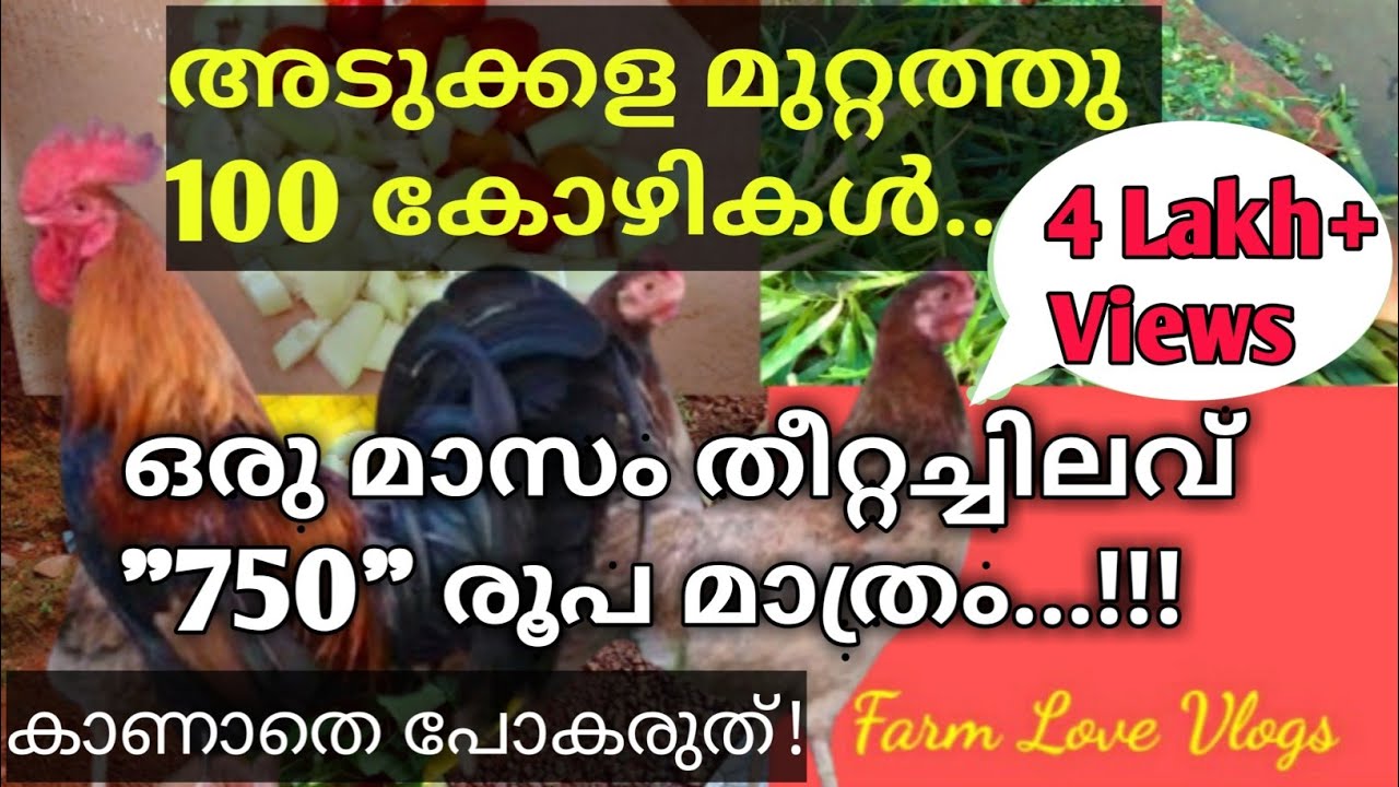 നാടൻ കോഴി വളർത്തൽ | തീറ്റ ചിലവ് കുറച്ചു കോഴി വളർത്താം | അടുക്കള മുറ്റത്തെ അധിക വരുമാനം #naadankozhi