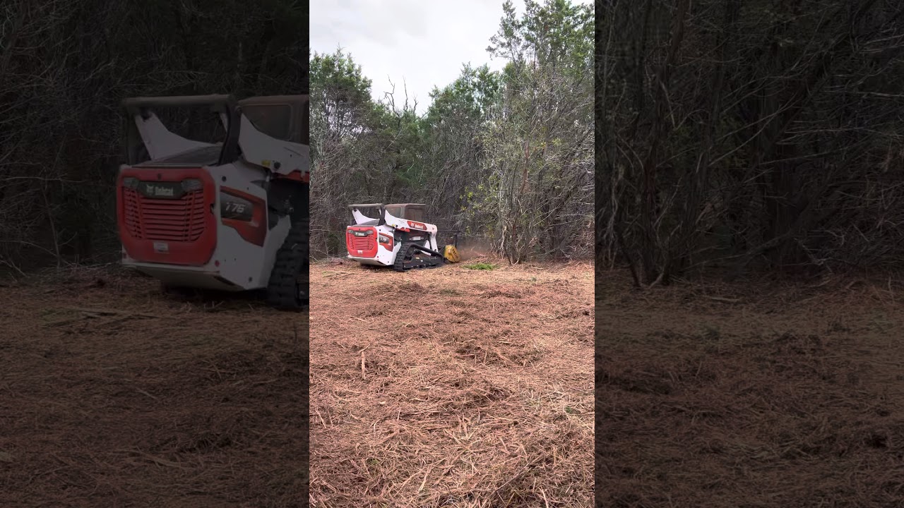 Cedar clearing with bobcat t76