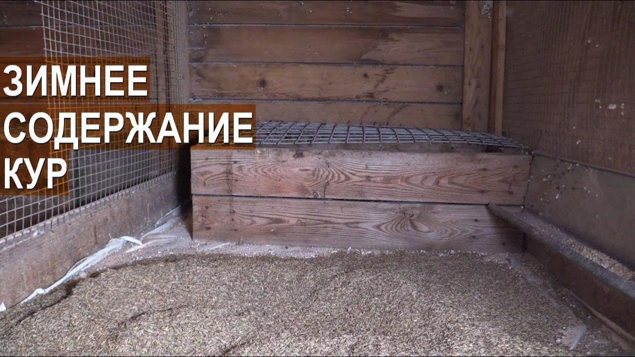 Зимний курятник. Содержание кур зимой. Птицеводческое хозяйство Золотухиных