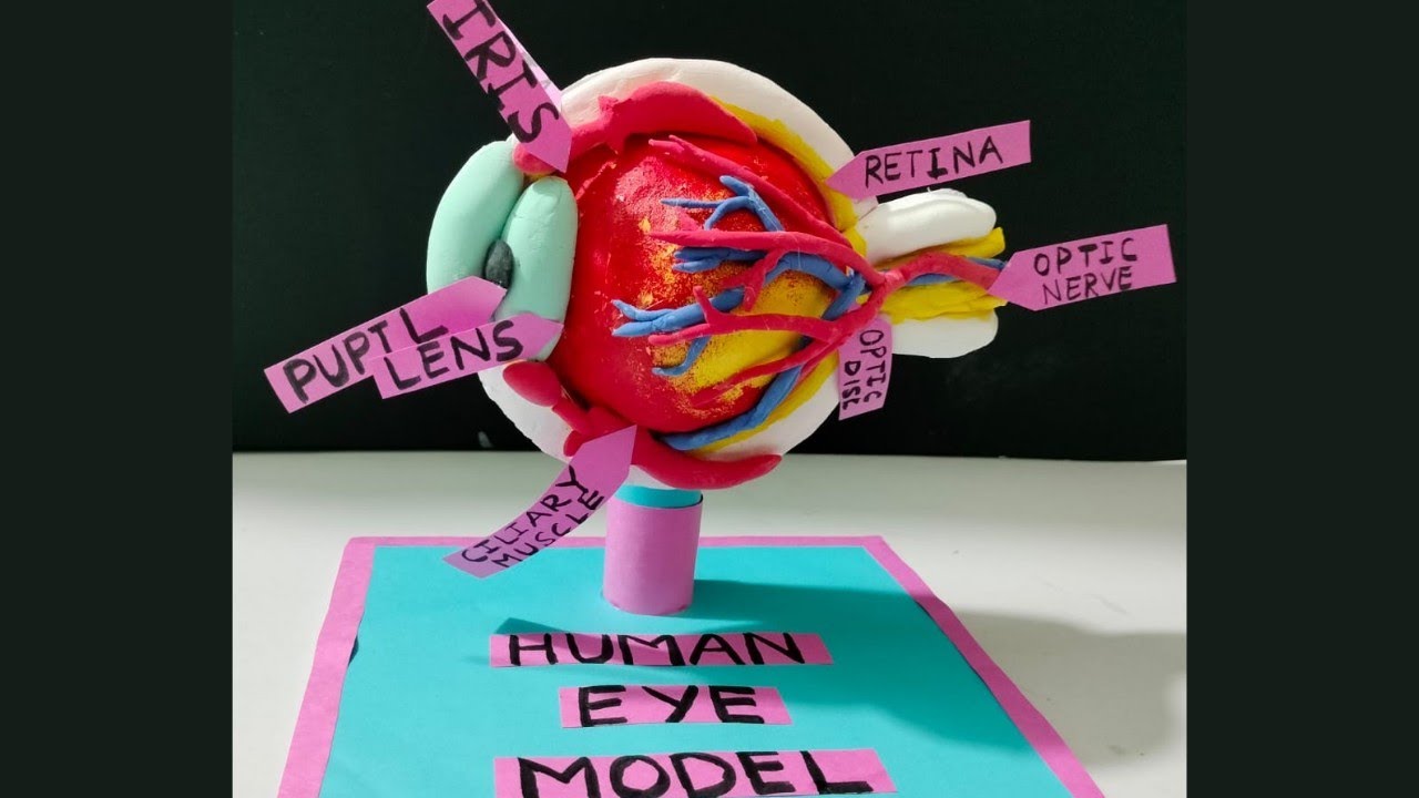 Human Eye Model | 3D eye model using clay | DIY | science project | biology model