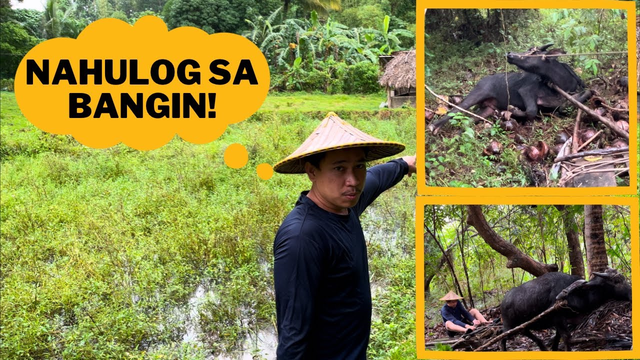 Nahulog sa Bangin Ang Kalabaw nating si Palo habang nagtatrabaho sa Bukid