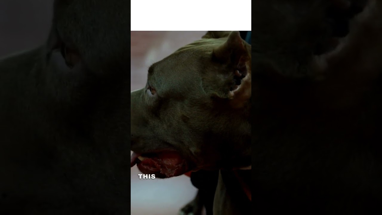 Pitbull and pain tolerance #doglover #cutedog #dogs #shortvideo #pet #animals #shorts #pitbull