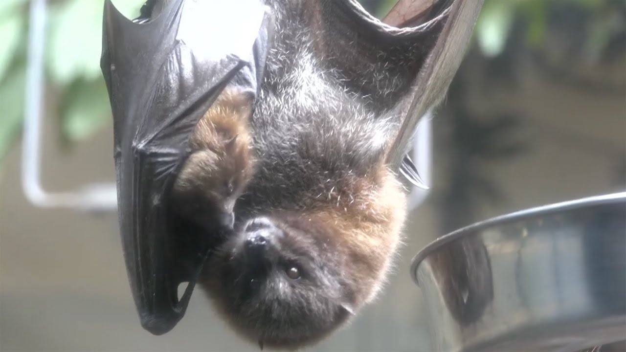 Meet The Rodrigues Flying Foxes