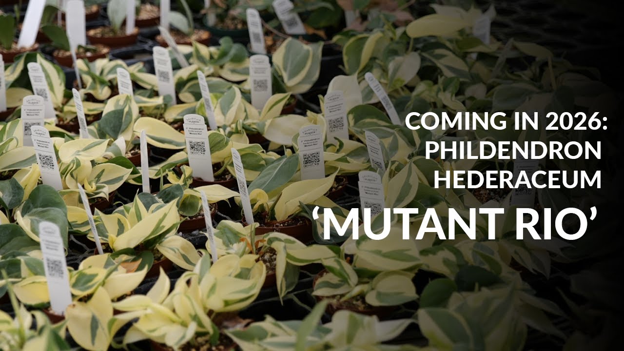 Philodendron Mutant Rio СКОРО В ПРОДАЖЕ!!