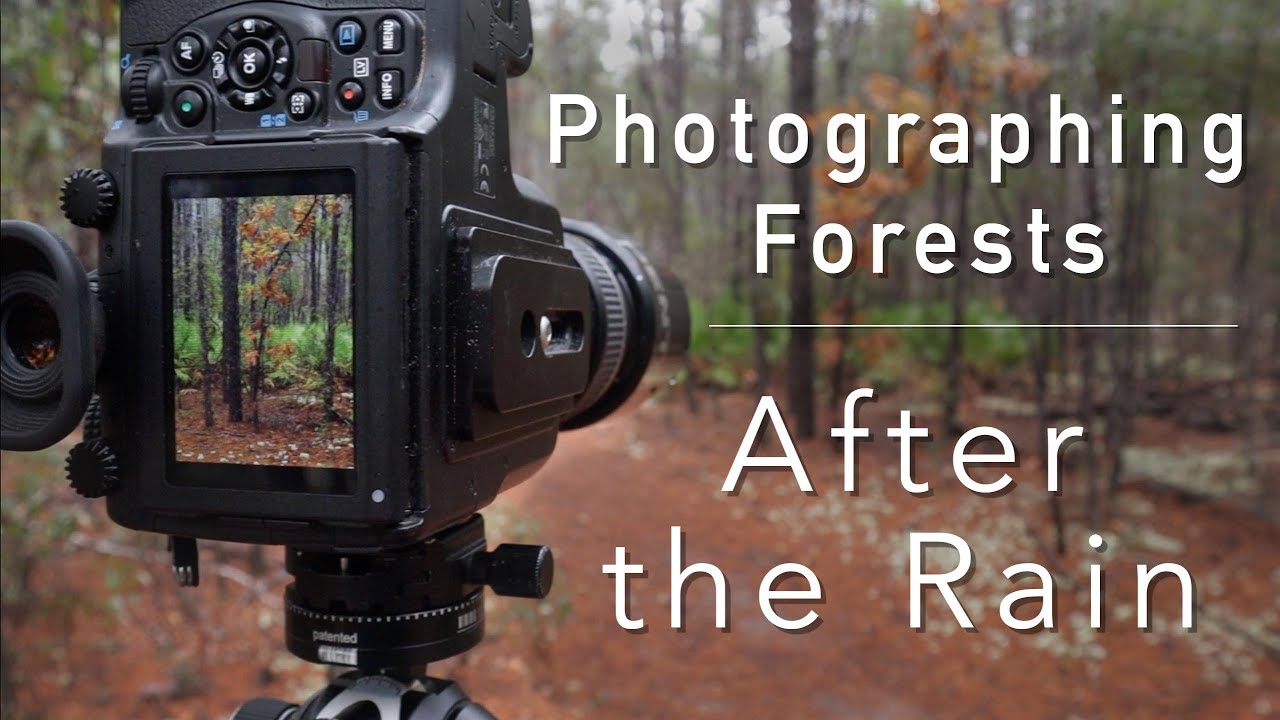 Photographing Forests After the Rain