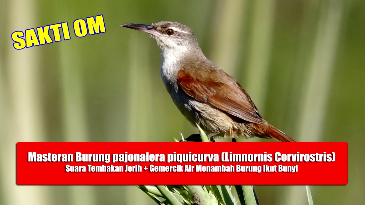 Sakti OM Masteran Burung pajonalera piquicurva (Limnornis Corvirostris)