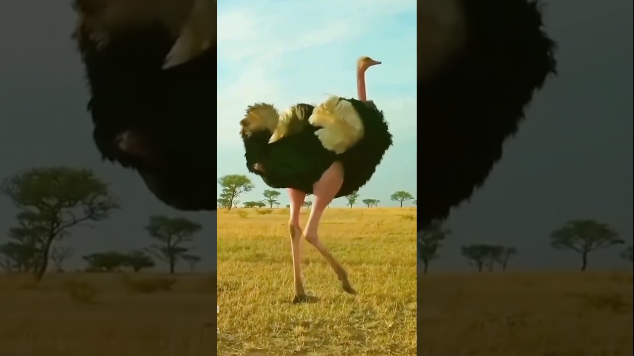 ostrich:- The largest birds on earth. #wildlifenature #wildlifekingdom #Ostrich