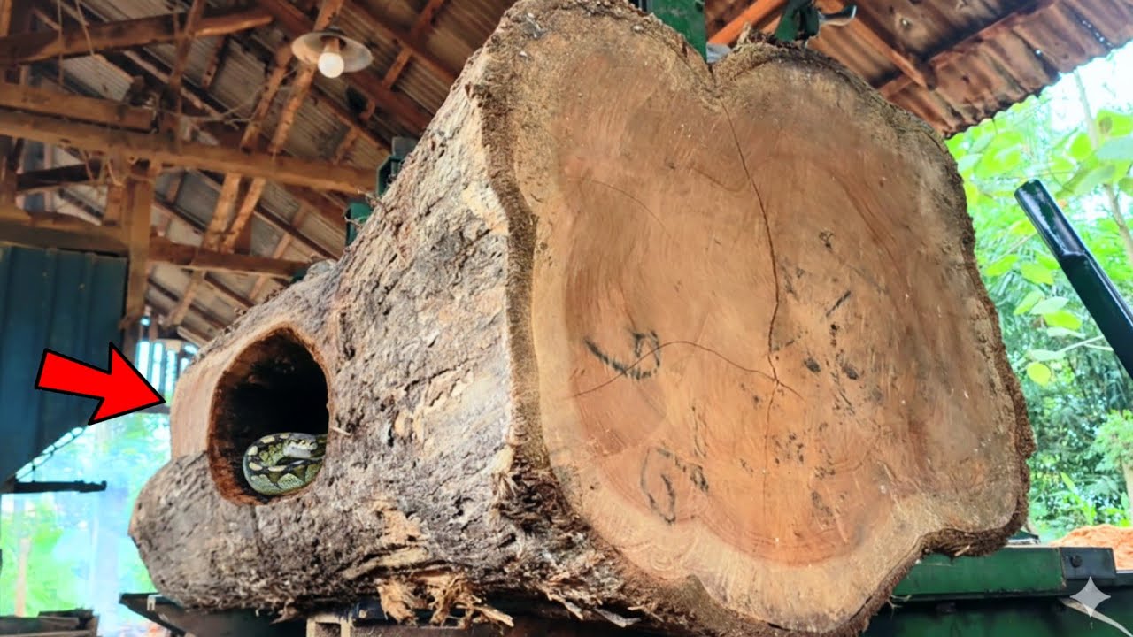 Wasted and dead || Clearest footage during a snake attack inside a sawmill || Lumber mill