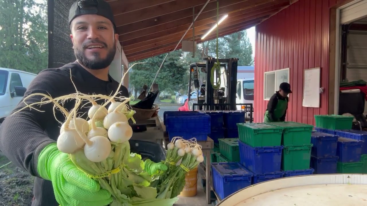Aqi les muestro como sorteamos las verduras para qe estén listas para salir al mercado 🫜🥕#campo