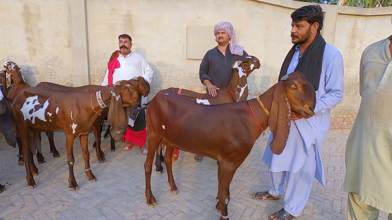 ابا جی کی پسندیدہ بکری کونسی - پیر شعیب شاہ کی بکریاں 