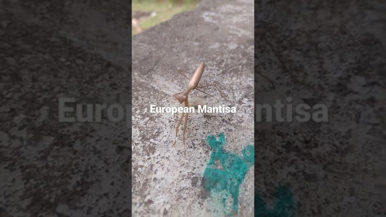 A tiny Creature European mantisa