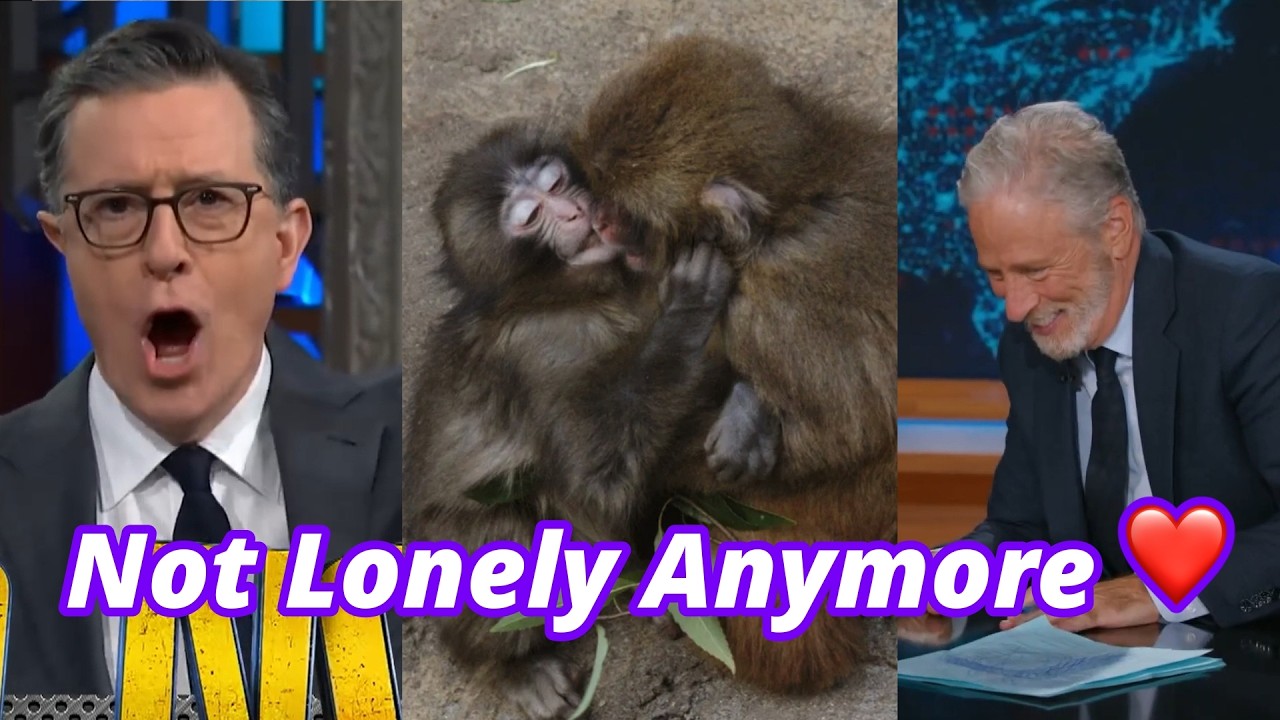 Punch the Monkey&rsquo;s Life Just Got a LOT More Interesting 😂 Colbert & Jon Stewart