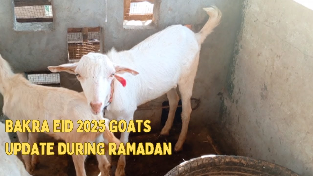 Bakra eid 2025 goats update - vlog 181
