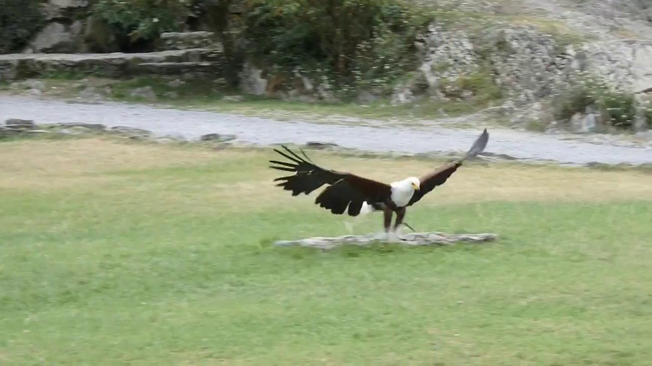 Aigle p&ecirc;cheur en action - Donjon des Aigles, Beaucens