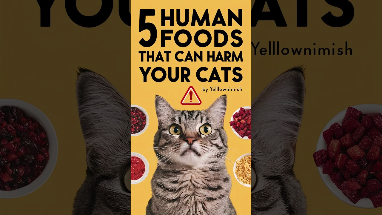 Cat food | Can cats get food poisoning #cat #cats #kitten @meowfelinemoments