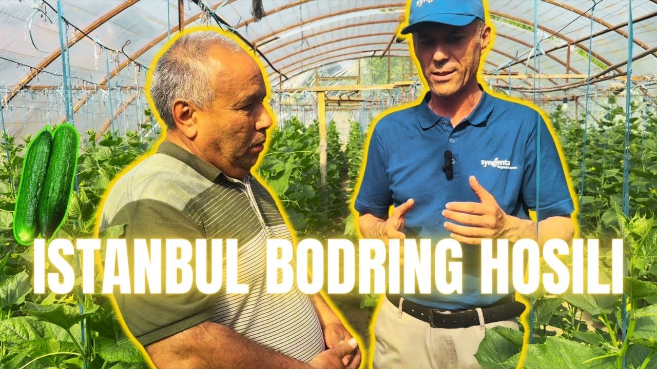 ISTANBUL NAVLI BODRING HOSILLARI ( ISSIQXONA ANDIJON)