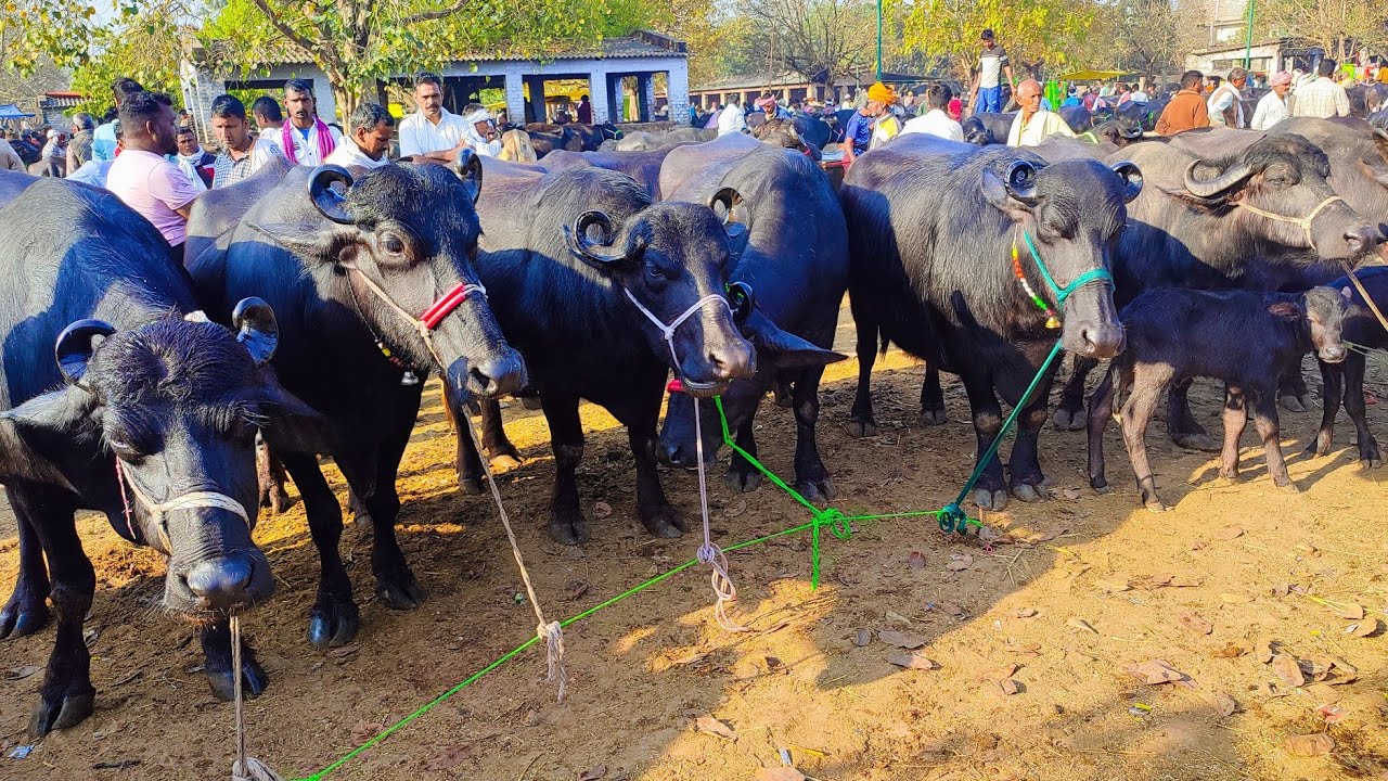 Juberganj Pashu Mandi, Faizabad, UP /Biggest buffalo mandi in UP, Juberganj Bhains bazaar, Faizabad