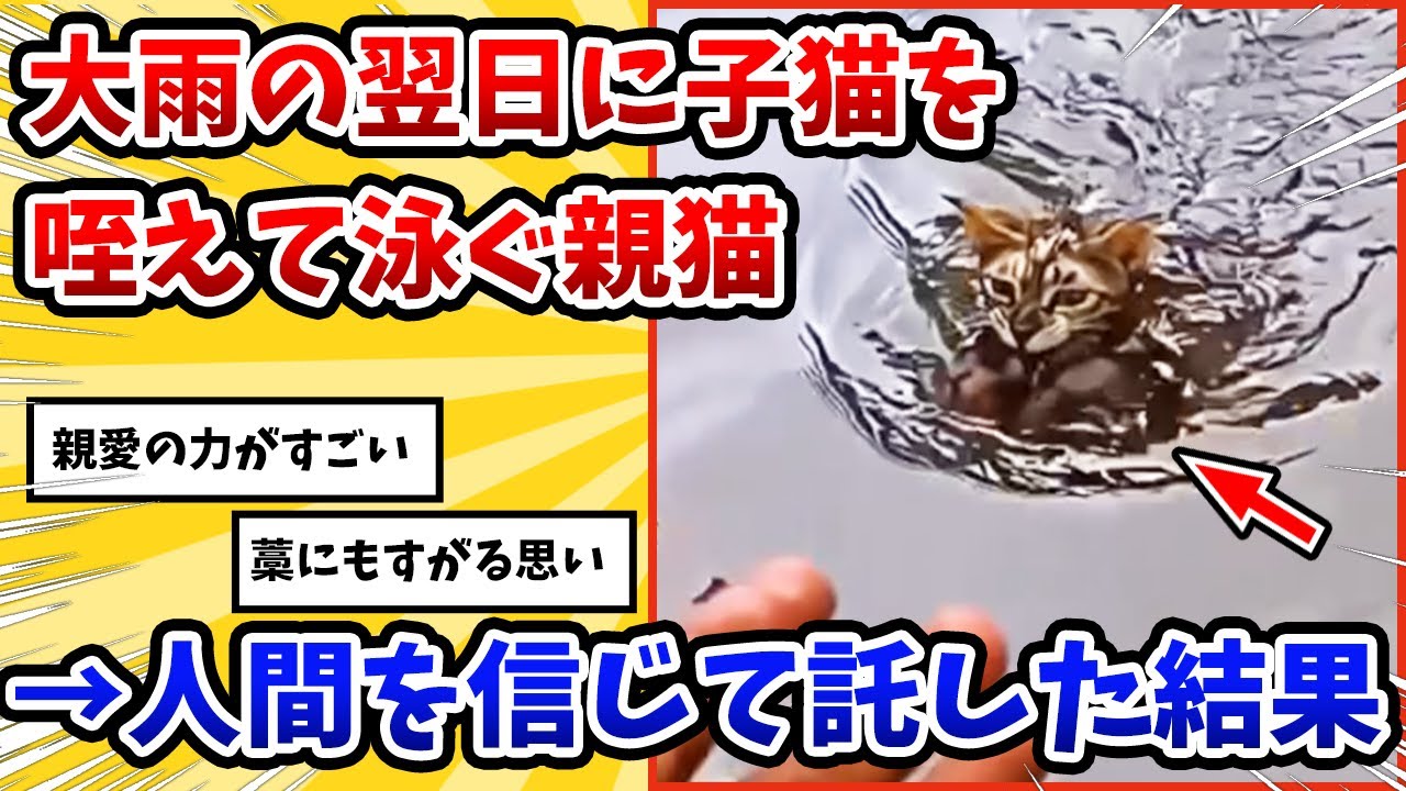 【2ch動物スレ】水没した街で子ヌコを咥えて泳ぐ親ヌコを発見→手を差し伸べた結果