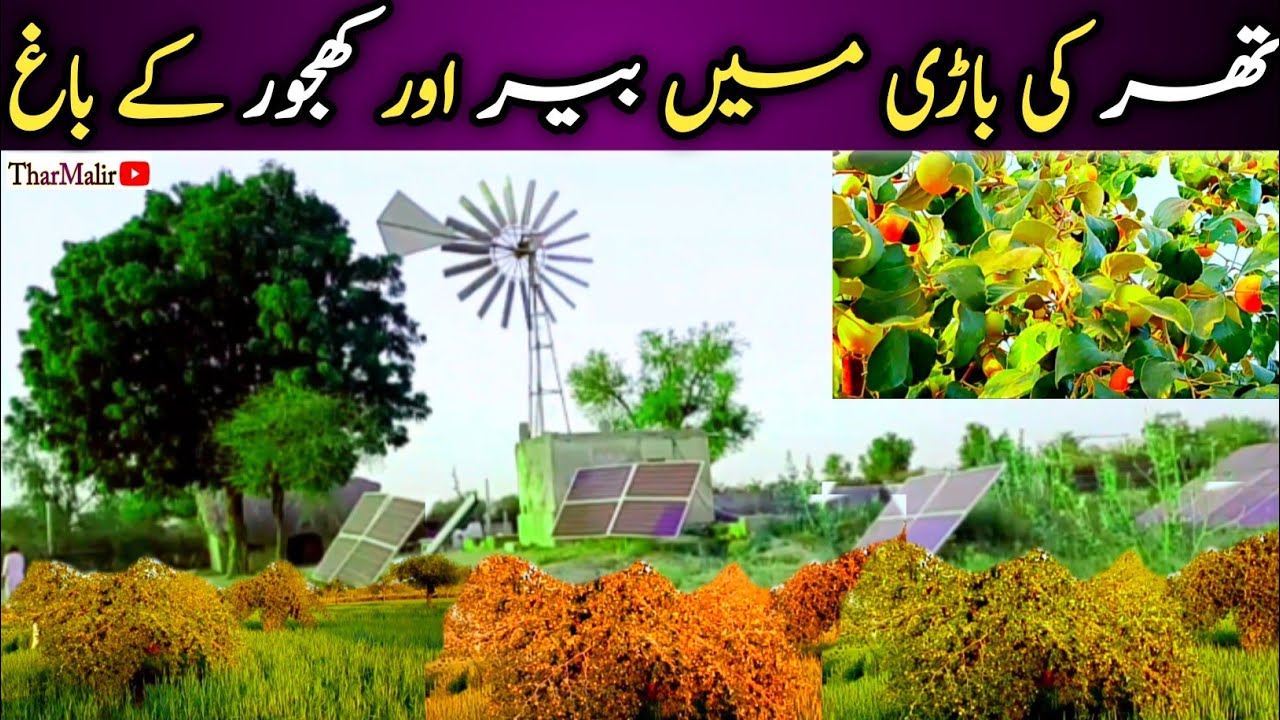Thar Ki Bari Mein Ber aur Khjoor Ky Bag 🌲| Plum and Date Orchards in Thar's Farm 🏝️|TharMalir.
