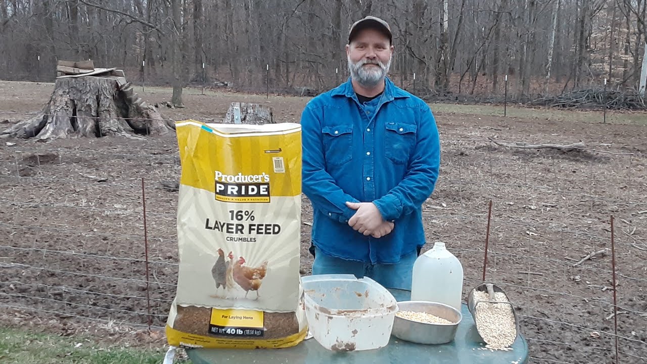 How to make wet feed for chickens step-by-step