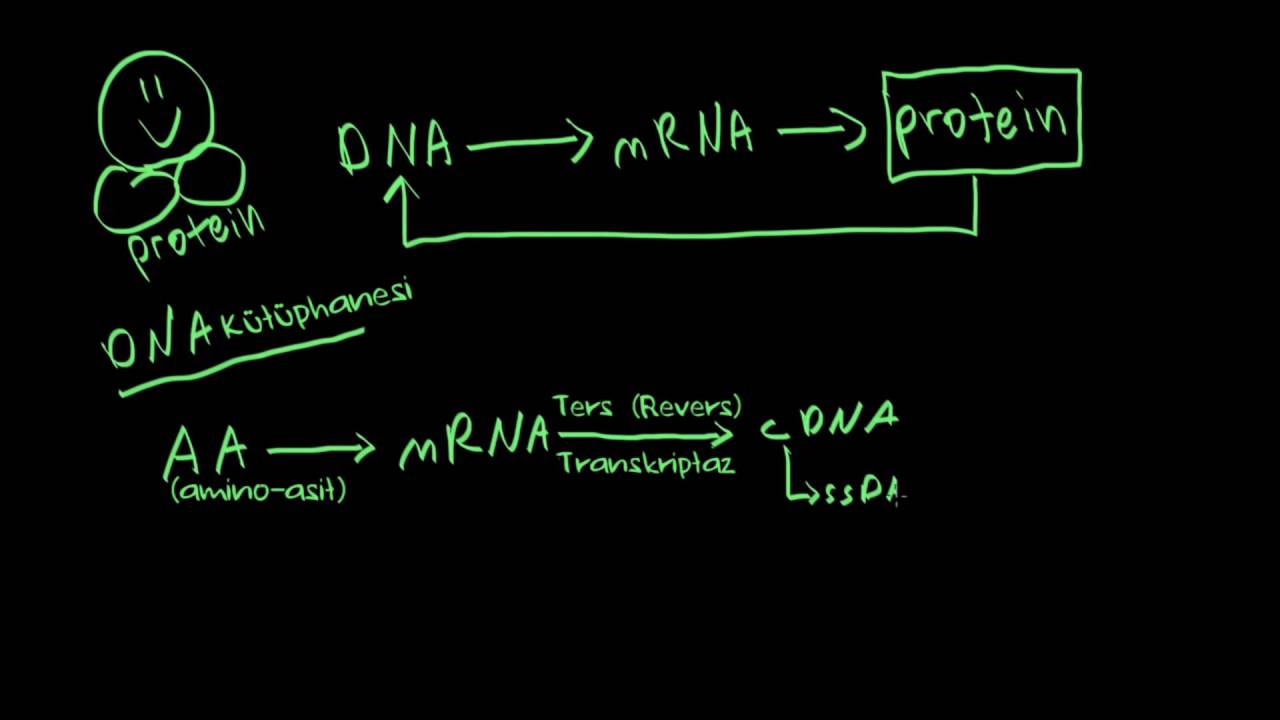 DNA Arşivleri ve cDNA Oluşturma (Biyoloji / Biyomoleküller)