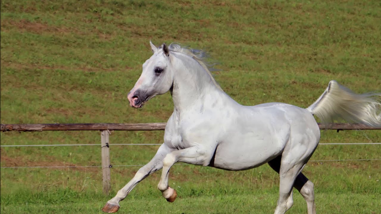 Lipizzan Breeding Stallion L 631 Conversano Bonadea XXVI