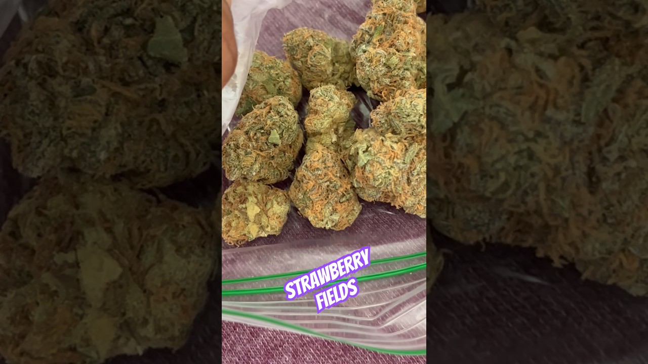 Strawberry Fields Strain Review