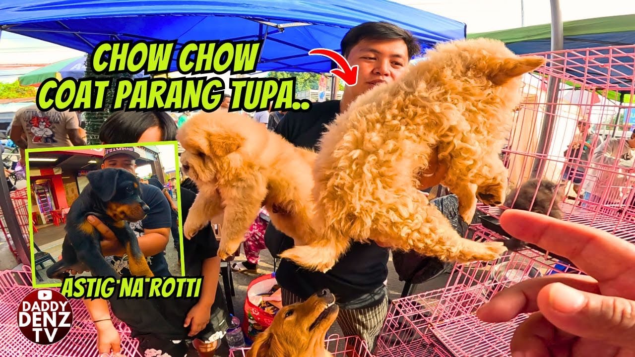 KAKAIBA ITO MALA TUPA PAG LAKI.. / PT.3  @GROTTO PETS & LIVESTOCK MARKET