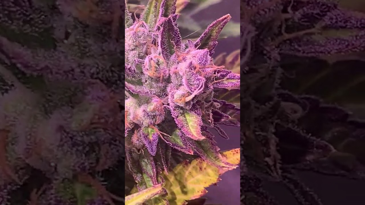 Barney&acute;s Farm y Toni13: Dos si dos Auto ROJA