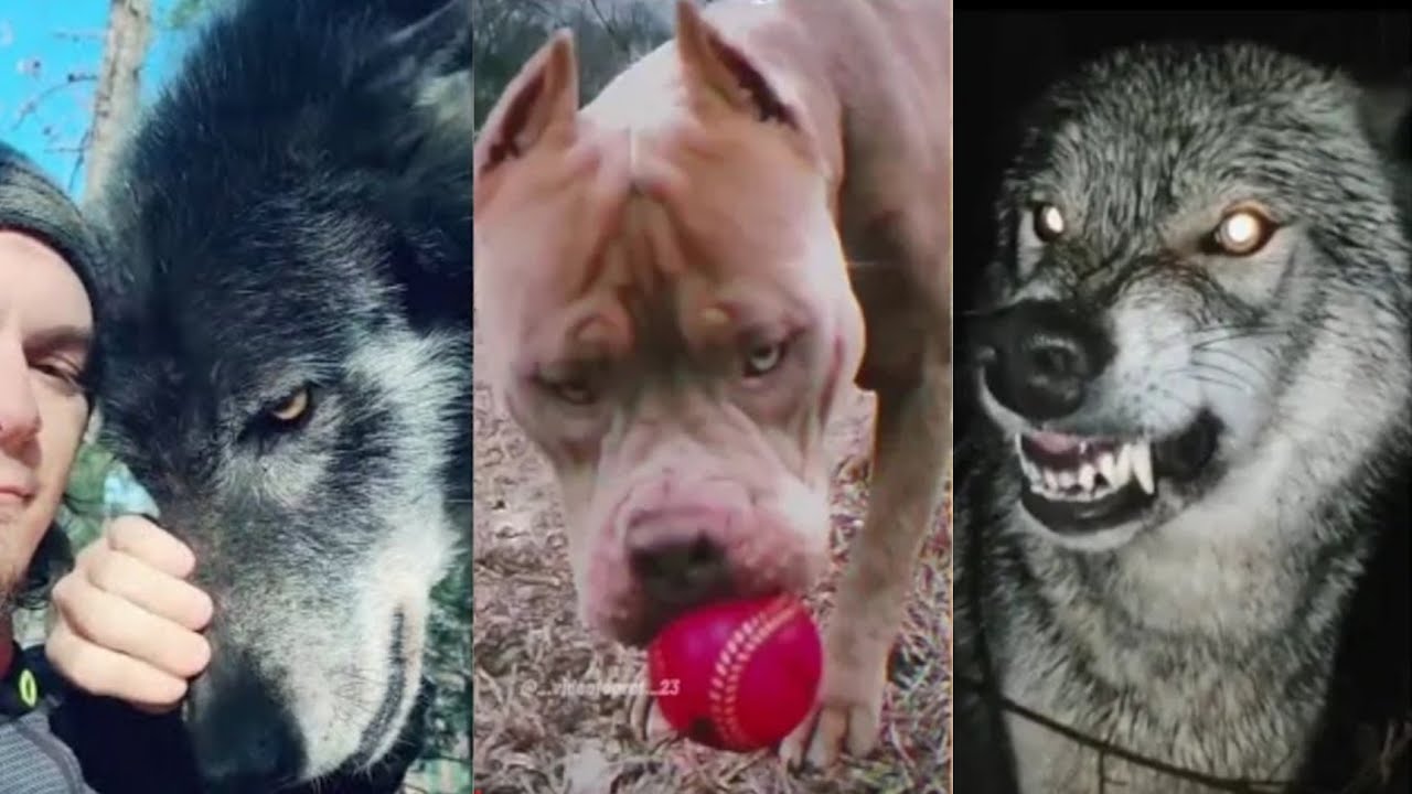 I'm a big kid now | Badass Dog Glow ups ! |