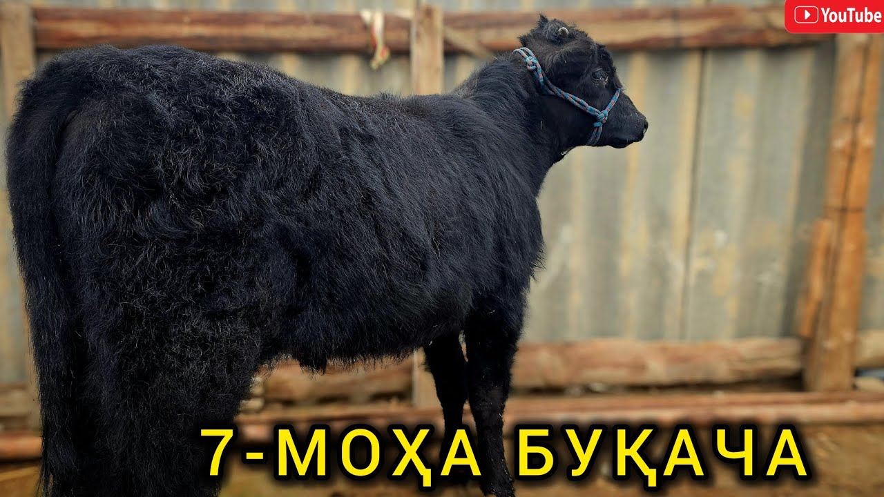 ФУРӮШИ АДРЕС ХИСТЕВАРЗ 