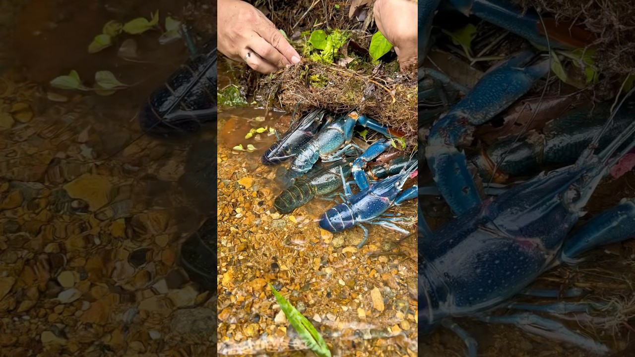 Siapa sangka di balik lumut banyak udang lobster biru 😱 #lobster #udang #sungai #shorts